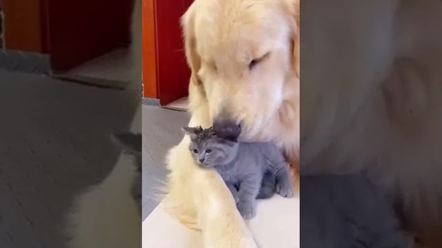 🐶🐱Вымыл котику голову.