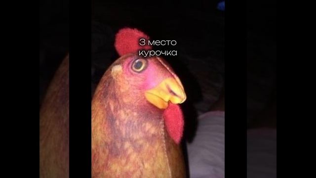 Курочки🐔🤘🏿