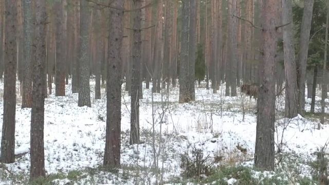 лосики в лесу