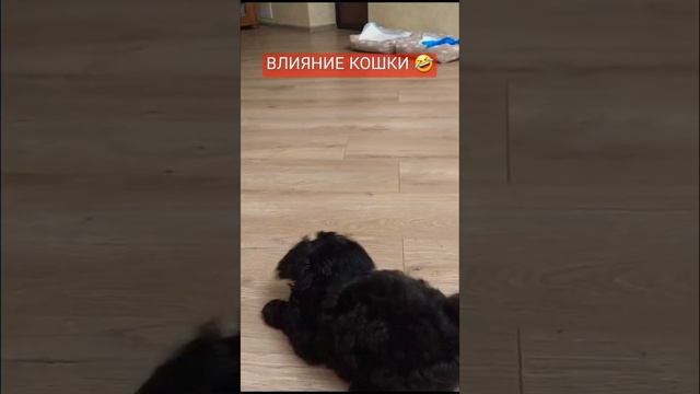ВЛИЯНИЕ КОШКИ 🤣 #видео #video #best #dog #funny #лучшее #собака #смешно #прикол #игра