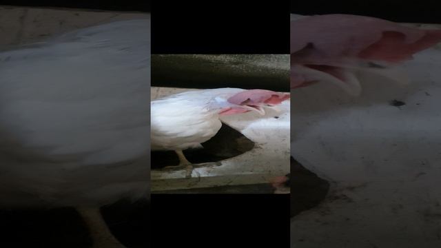 #курица не соловей, но пытается
