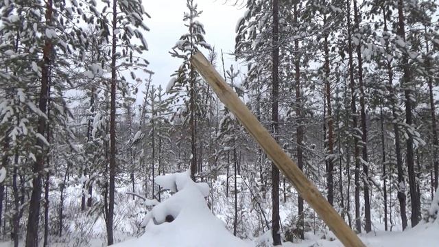 Охота на соболя. Якутия. 2024 год. 5 часть.