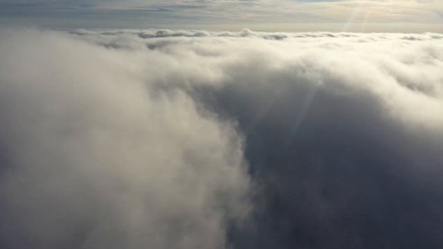 Утренняя Глория (Morning glory)