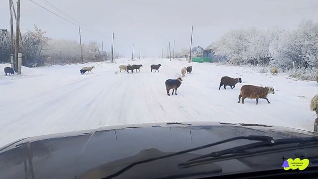 Олений с Оленятами Гуляют по Деревне.