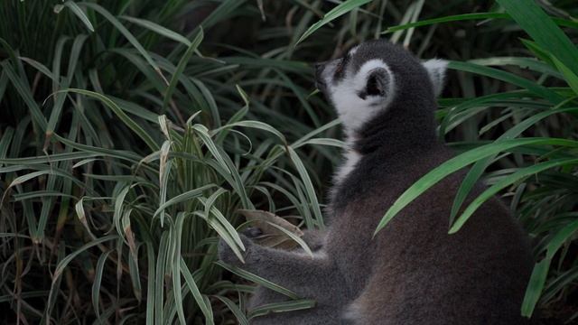 7722722-hd_1920_1080_25fps