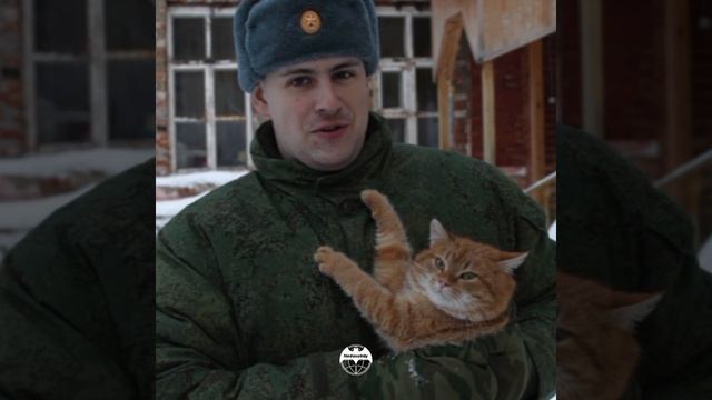 Милые котики ❤️