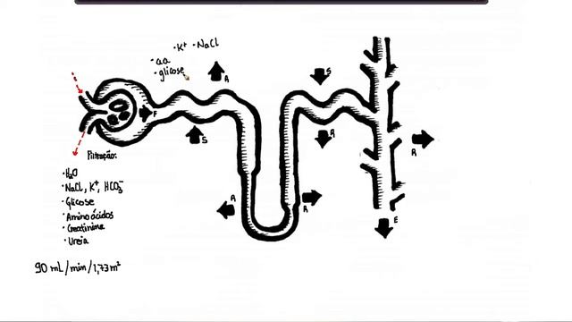Fisiologia do Néfron