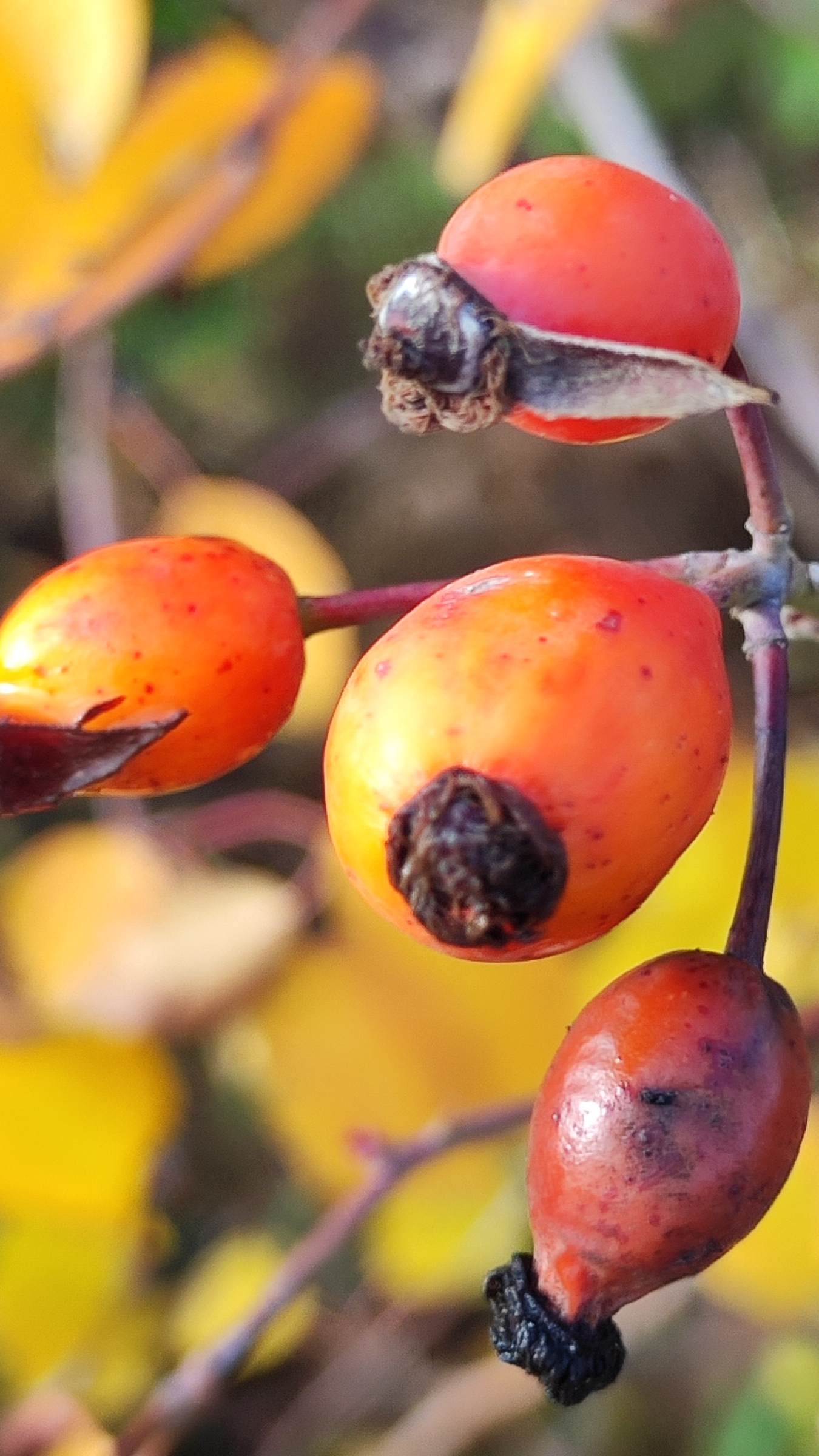 🍂осенние животные🍂