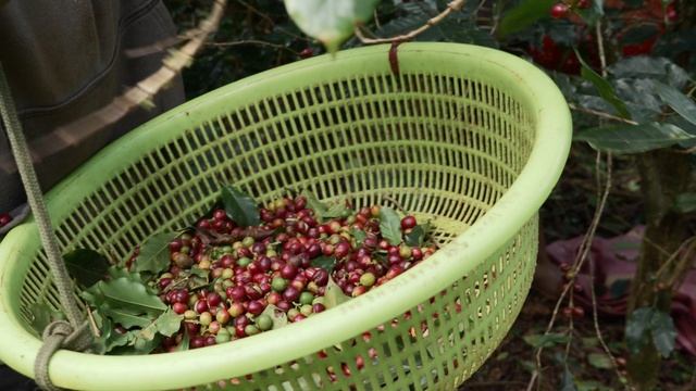 10692778-hd_3840_2160_25fps