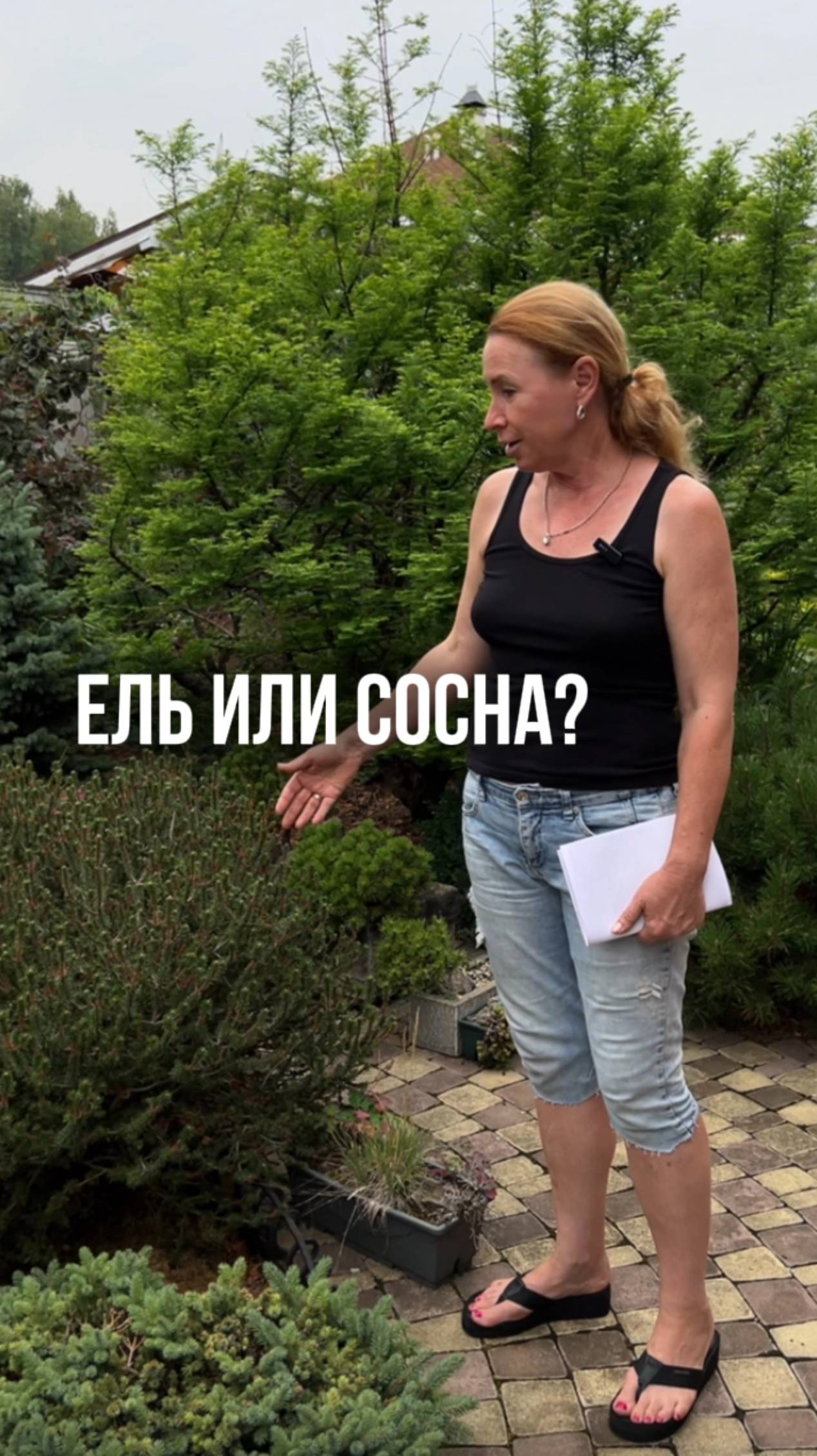 Ель или сосна?