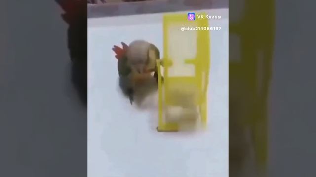 Космонавт