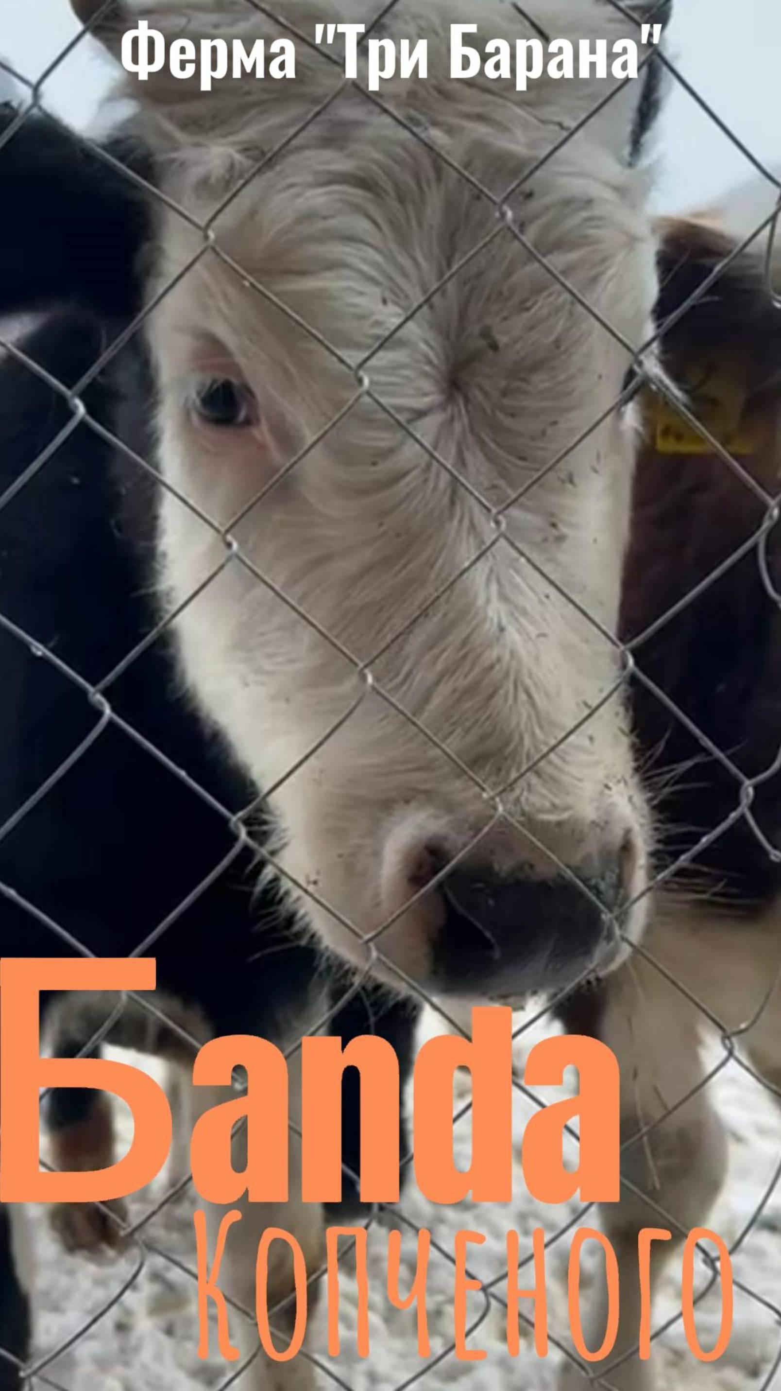 Ферма "Три Барана". Банда копченого
