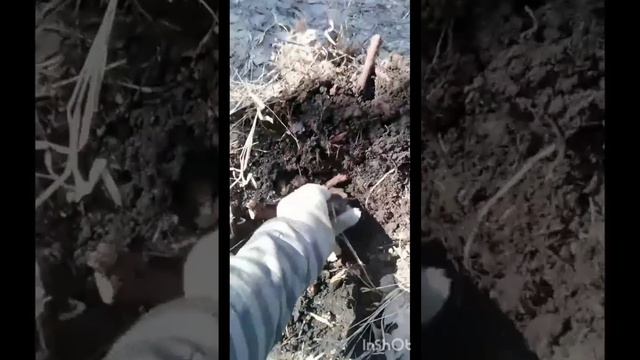 сигнал под костями