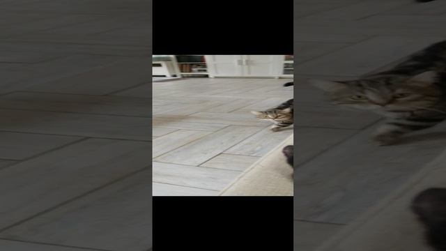 Манчкин (скоттиш килт) Оддик, массажист