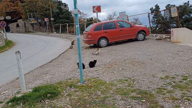 Котики в Ласпи