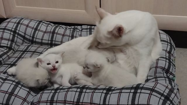 Тайские котята переехали на новое место
