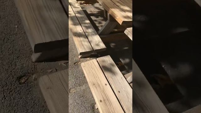 JUSQU’À LA BANQUISE #1 [The Banc De Bois]