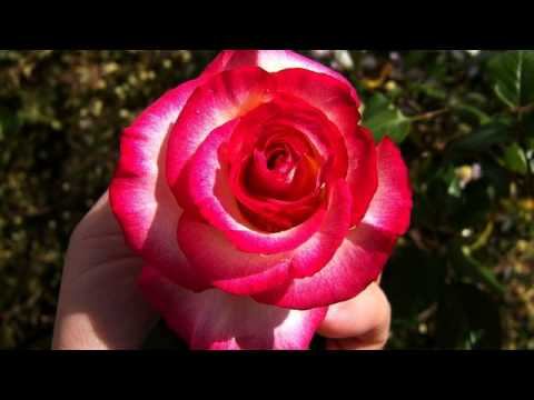 Хорошие русские песни с тв онлайн