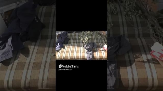 РадиоБашка Чека Пека Возмущё _ Бр0дяги ТВ _ Павел Васильевич