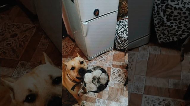 Джеки любит мяч ⚽