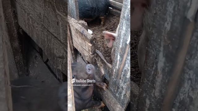 Поросёночек знакомится