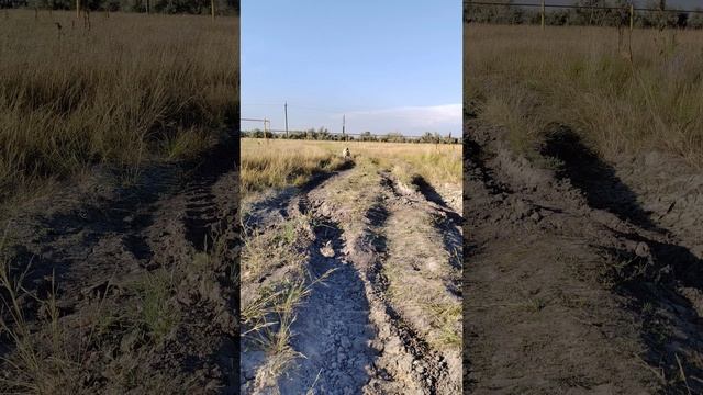 Амстафф Джеки 😎