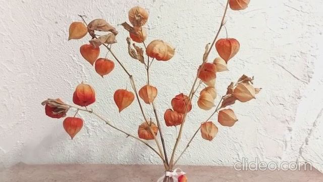 Физалис фонарики для окрашивания