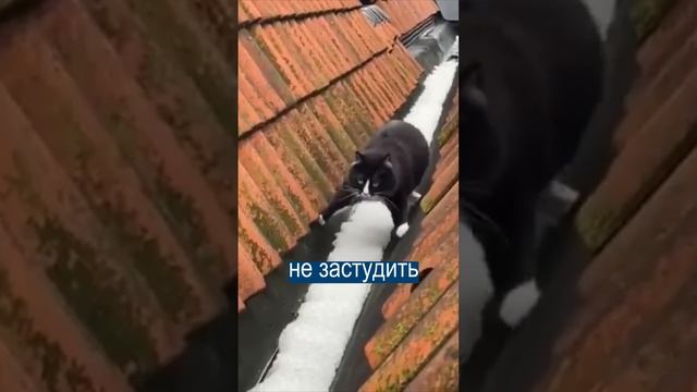 Хитрый кот боится отморозить лапки