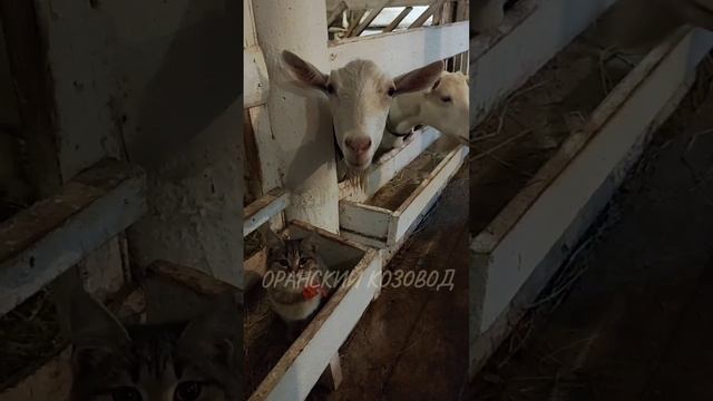 Оранский козовод представляет...