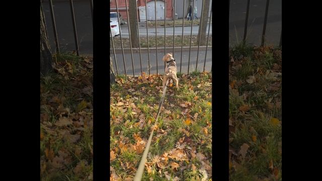 А вы берете своих животных с собой на работу?