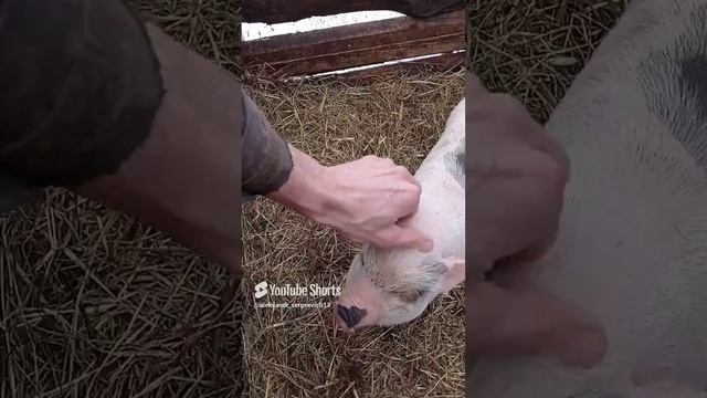Моя любимая свиночка