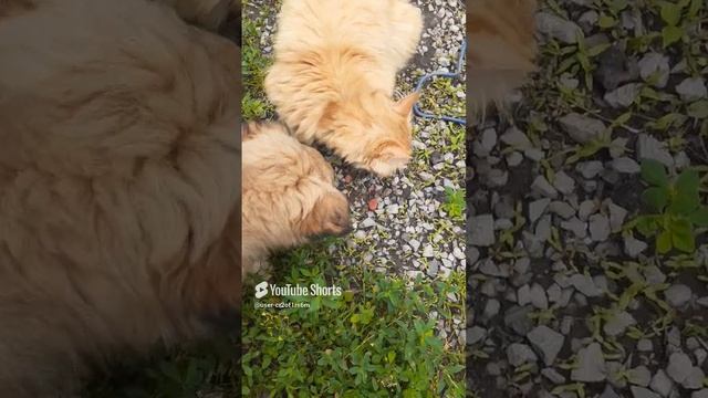 ПОДЕЛИЛСЯ С РЫЖИМ ДРУГОМ!!!Shorts