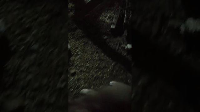 будни Белки и Стрелки. Побег из алькатраста