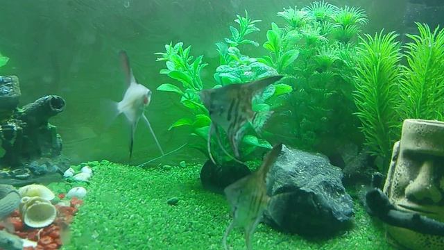 рыпки  🐠🐠🐠🐠🐠
