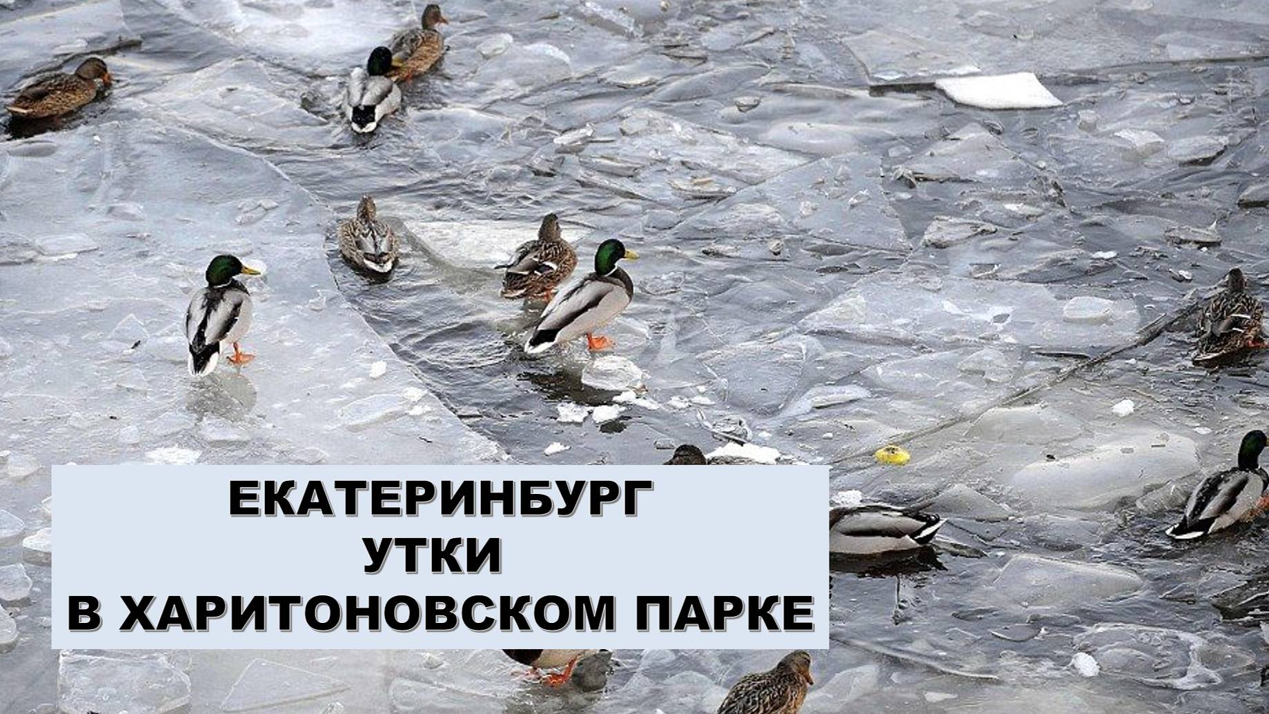 Кормим уток в Харитоновском парке. Екатеринбург