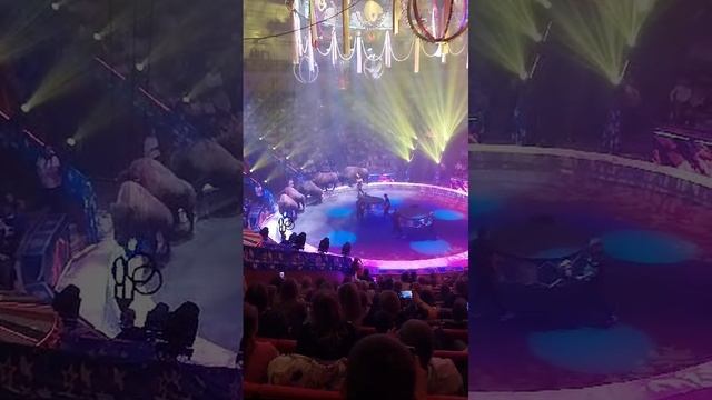 Цирк 5 континентов Ставрополь  3 ноября