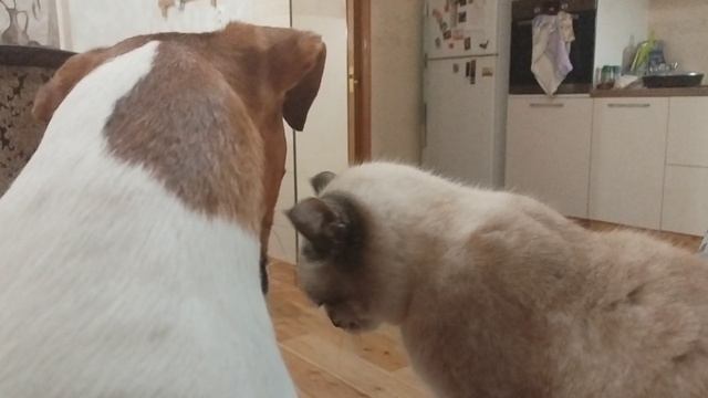 КсюхаТокио.mp4