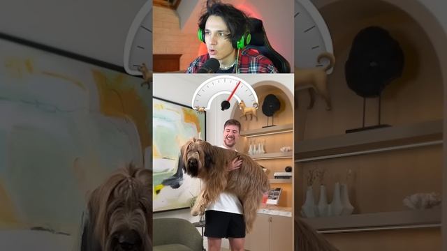 От Маленькой, До самой Большой Собаки в Мире!