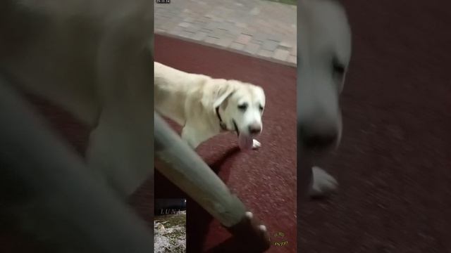 Купеческие угодья