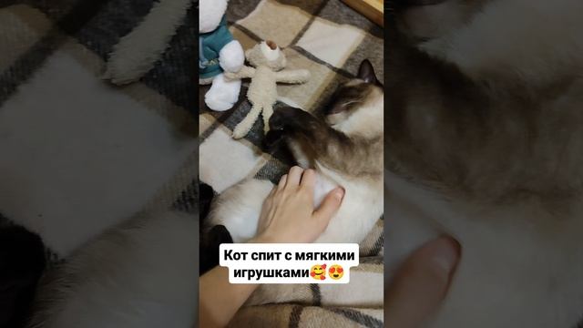 Кот спит с мягкими игрушками 😍😍