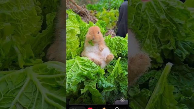 наглый кролик на сборе урожая