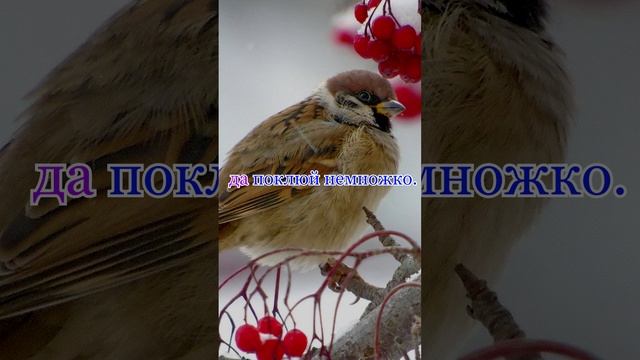 Распевка "Воробей-воробушек"