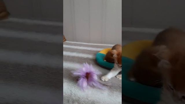 Британские котята
