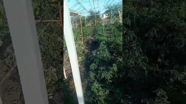 Собрали 30 кг помидор. Эксперименты дяди Вити. В телеграмме больше видео