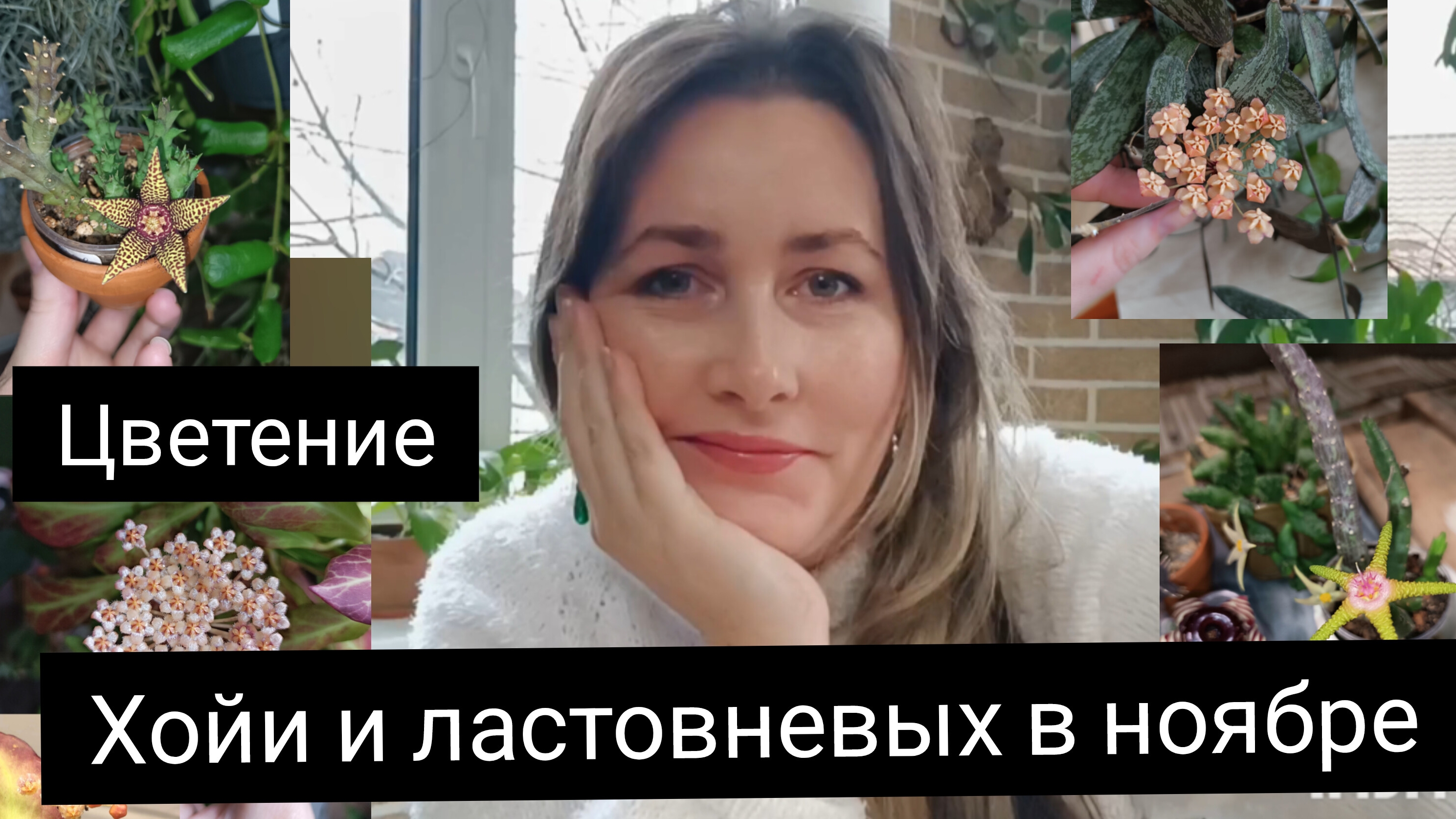 цветение хойи и ластовневых в ноябре