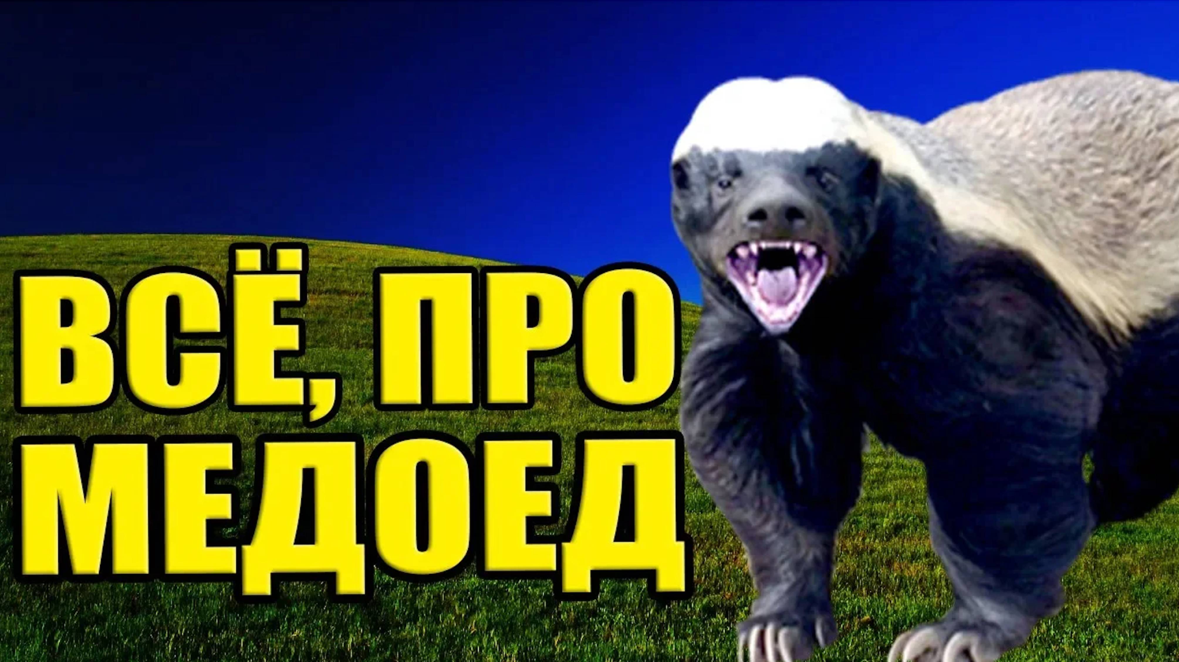 Медоед - Самое бесстрашное животное в мире_ Лучшие бои медоеда...................#волкмикс #медоед