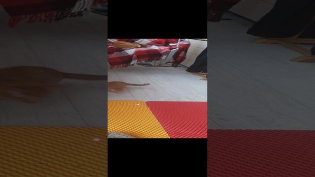 20241201_152832.mp4