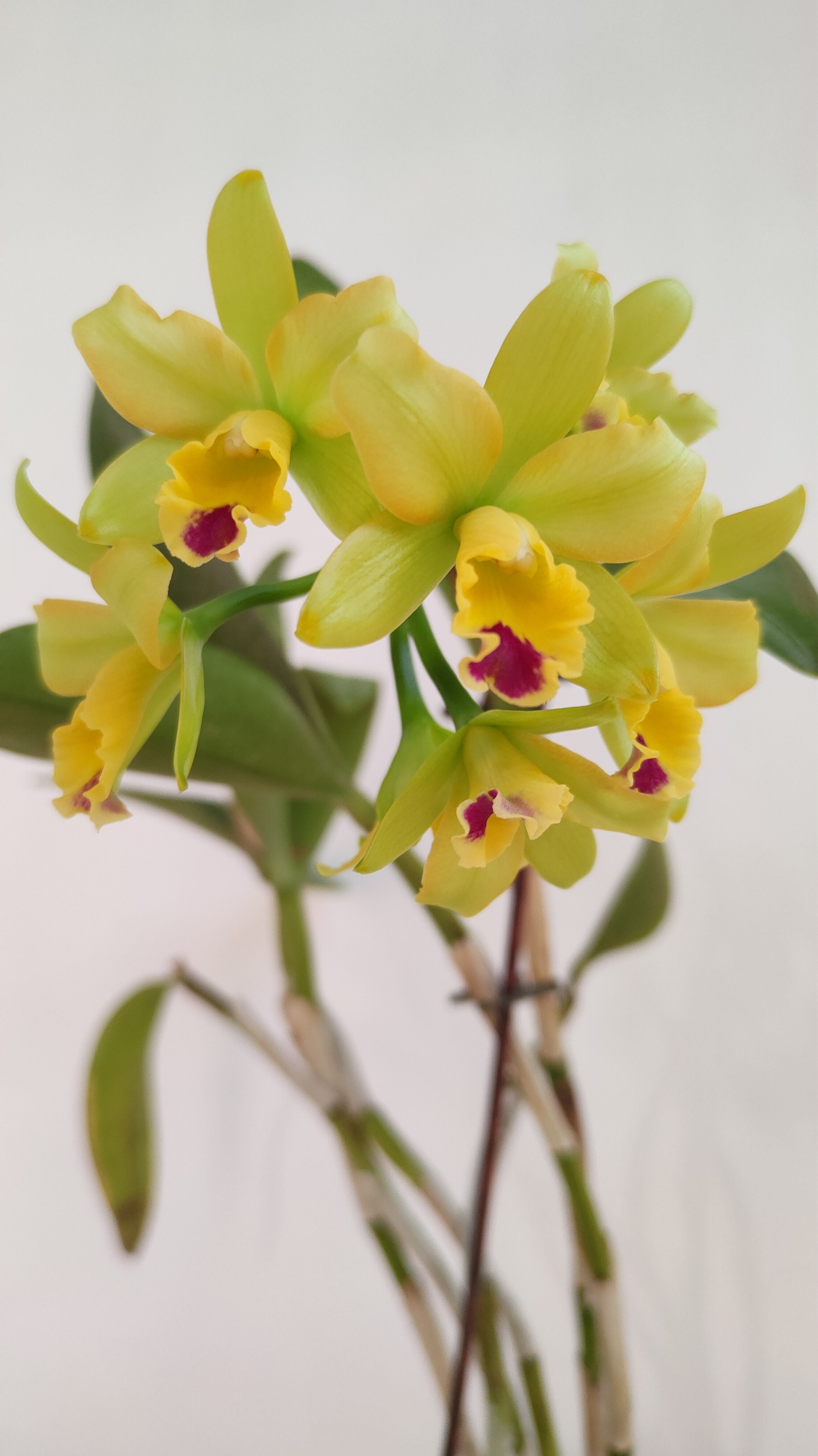 slc. Little Fairy 'Little Fairy'