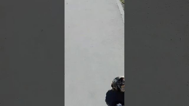 На прогулке