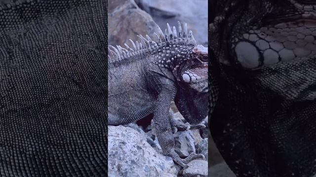 #3 most unique lizard in the world
